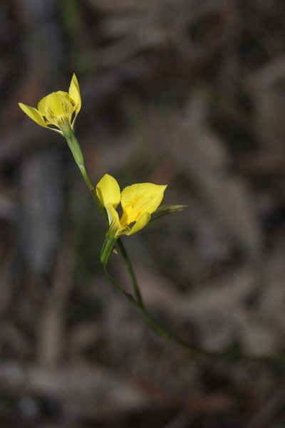 Diuris behrii, photographed by Ben Fisher
