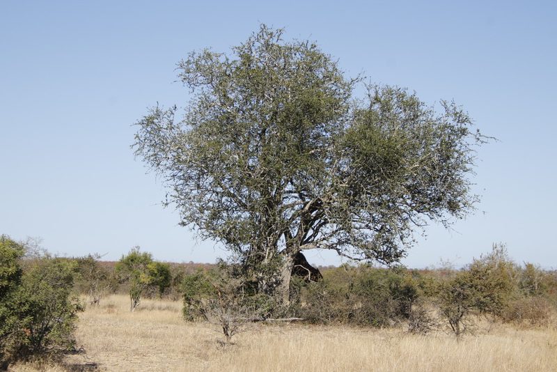 Combretum imberbe, photographed by Tony Rebelo