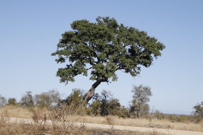 Diospyros mespiliformis, photographed by Tony Rebelo