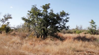 Diospyros mespiliformis, photographed by Tony Rebelo