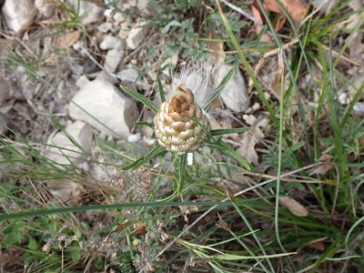 Leuzea conifera, photographed by David Delon