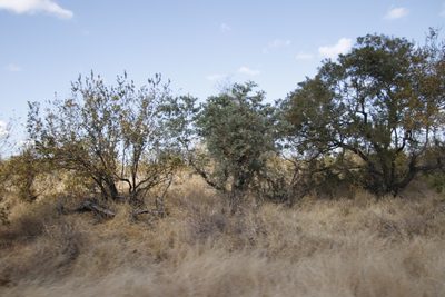 Terminalia sericea, photographed by Tony Rebelo