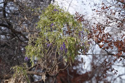 Bolusanthus speciosus, photographed by Tony Rebelo