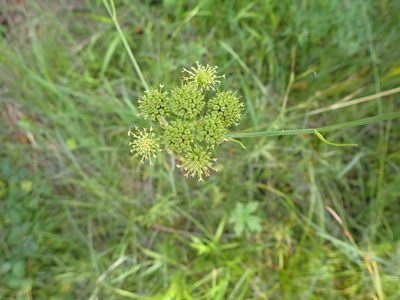 Oenanthe pimpinelloides, photographed by David Delon
