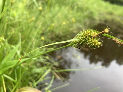 Carex flava, photographed by Derek