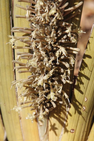 Dracaena pearsonii, photographed by Tony Rebelo