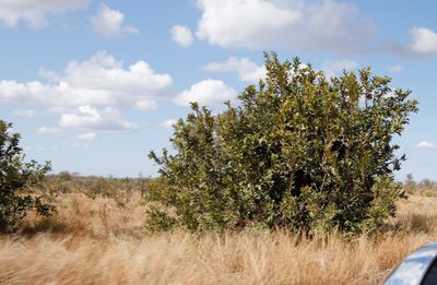 Combretum apiculatum, photographed by Tony Rebelo