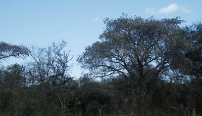 Terminalia sericea, photographed by Tony Rebelo