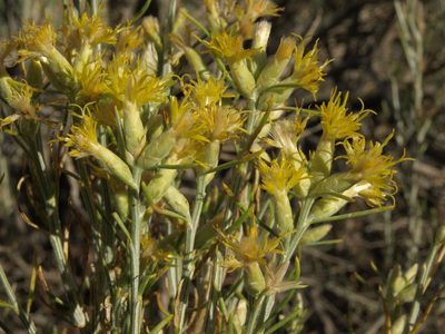 Lepidospartum latisquamum, photographed by Jim Morefield