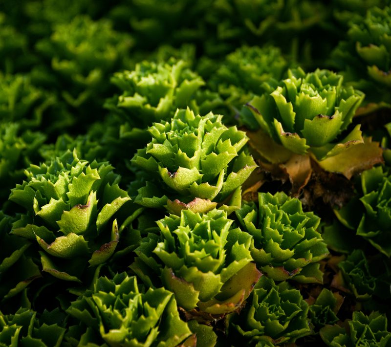 Haplopappus foliosus, photographed by Nicolás Villaseca Merino