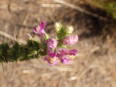 Sairocarpus multiflorus, photographed by George Williams