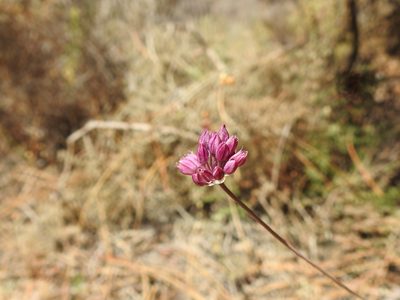 Allium pruinatum, photographed by Duarte Frade