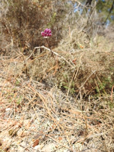 Allium pruinatum, photographed by Duarte Frade