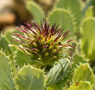 Haplopappus macrocephalus, photographed by Nicolás Villaseca Merino