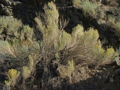 Lepidospartum latisquamum, photographed by Jim Morefield