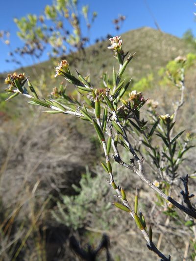 Diosma fallax, photographed by Paul Emms