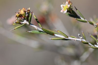 Diosma fallax, photographed by Paul Emms