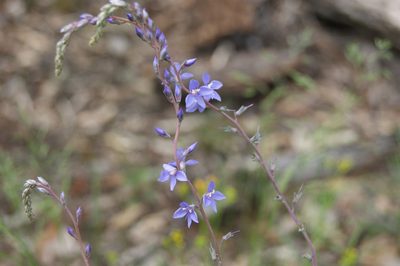 Veronica perfoliata, photographed by Ben Fisher