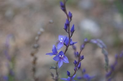 Veronica perfoliata, photographed by Ben Fisher
