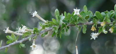 Lycium hirsutum, photographed by Tony Rebelo