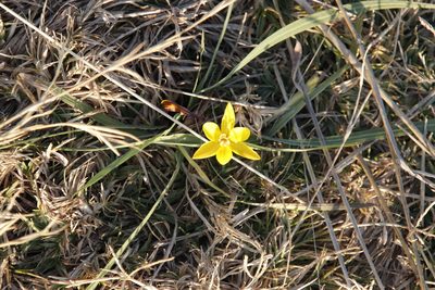 Duthiastrum linifolium, photographed by Tony Rebelo