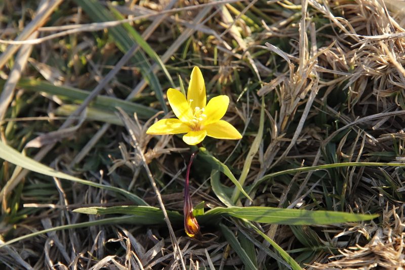 Duthiastrum linifolium, photographed by Tony Rebelo