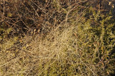 Trichoneura grandiglumis, photographed by Tony Rebelo
