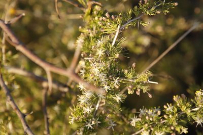 Asparagus suaveolens, photographed by Tony Rebelo