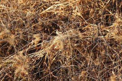 Setaria verticillata, photographed by Tony Rebelo