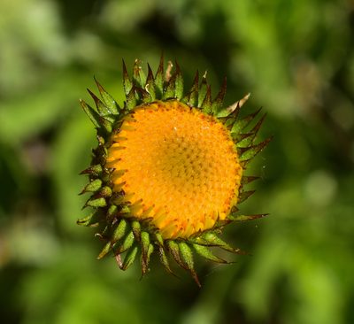 Haplopappus macrocephalus, photographed by Nicolás Villaseca Merino