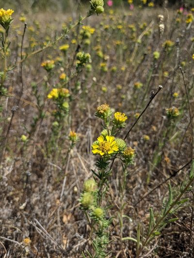 Holocarpha macradenia, photographed by Nora Bales