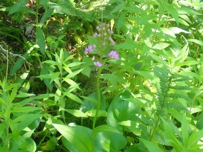 Platanthera grandiflora, photographed by Lynn Harper