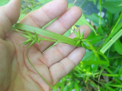 Carex folliculata, photographed by Lynn Harper