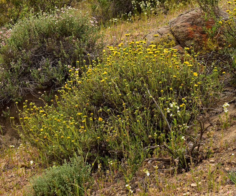 Haplopappus uncinatus, photographed by Nicolás Villaseca Merino