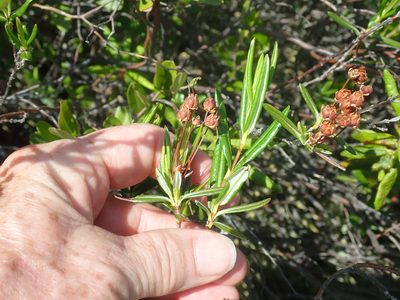Kalmia polifolia, photographed by Lynn Harper