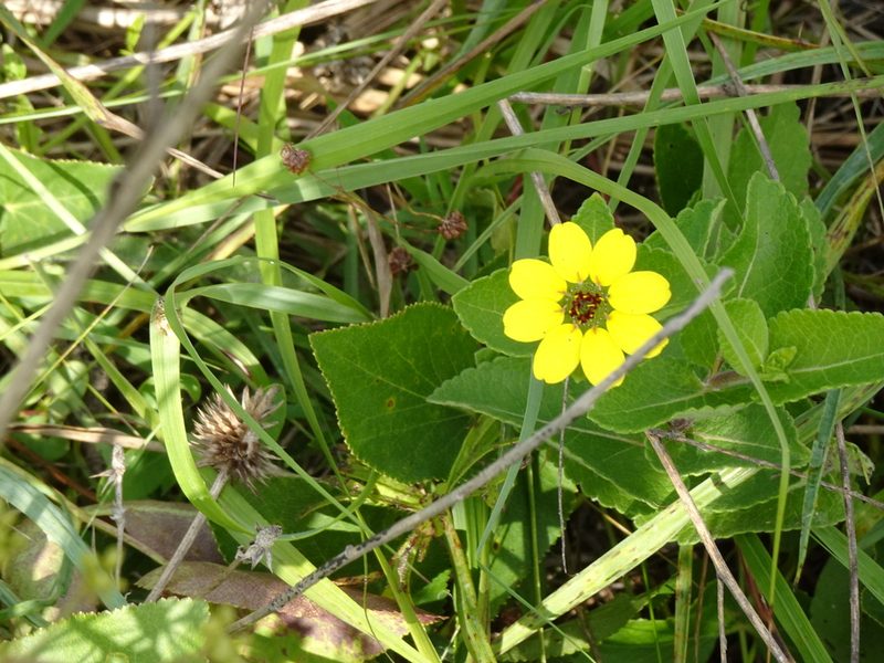 Berlandiera betonicifolia, photographed by kkincy
