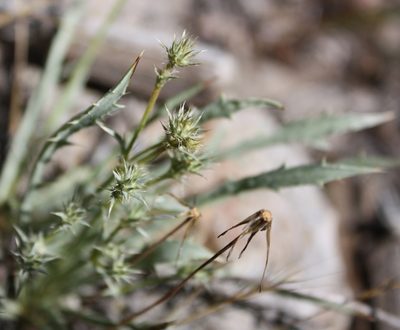 Eryngium aristulatum, photographed by Scott Loarie