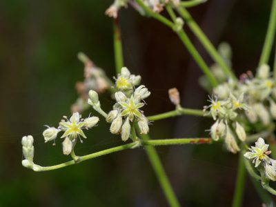 Eriogonum longifolium, photographed by Michelle W. （鍾偉瑋）