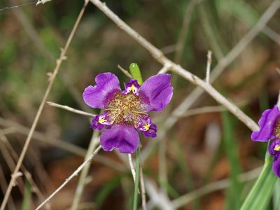 Alophia drummondii, photographed by Michelle W. （鍾偉瑋）