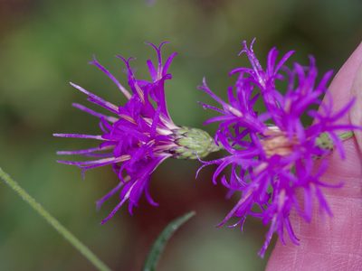 Vernonia texana, photographed by Michelle W. （鍾偉瑋）