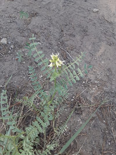Astragalus bolanderi, photographed by Jeff Lahr