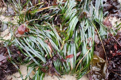 Phyllospadix scouleri, photographed by Allison Gong