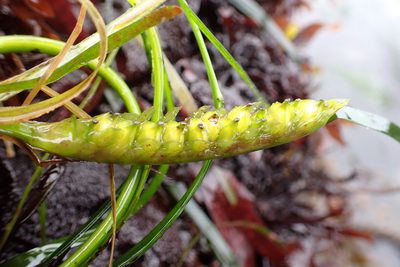 Phyllospadix scouleri, photographed by Allison Gong