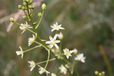 Toxicoscordion fontanum, photographed by Scott Loarie