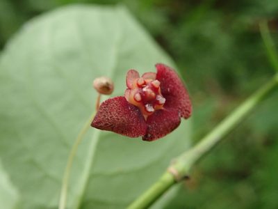 Euonymus occidentalis, photographed by joergmlpts