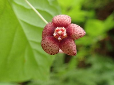 Euonymus occidentalis, photographed by joergmlpts