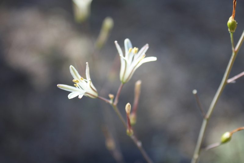 Chlorogalum angustifolium, photographed by Scott Loarie