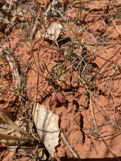 Astragalus ceramicus, photographed by Jacob Saucier