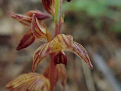 Corallorhiza striata, photographed by joergmlpts