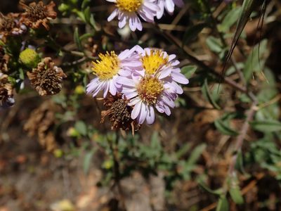 Symphyotrichum chilense, photographed by joergmlpts